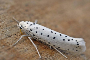 Kret owocowy - owad z rodziny molenostyev Kret owocowy - owad z rodziny molenostyev